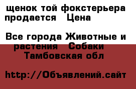 щенок той-фокстерьера продается › Цена ­ 25 000 - Все города Животные и растения » Собаки   . Тамбовская обл.